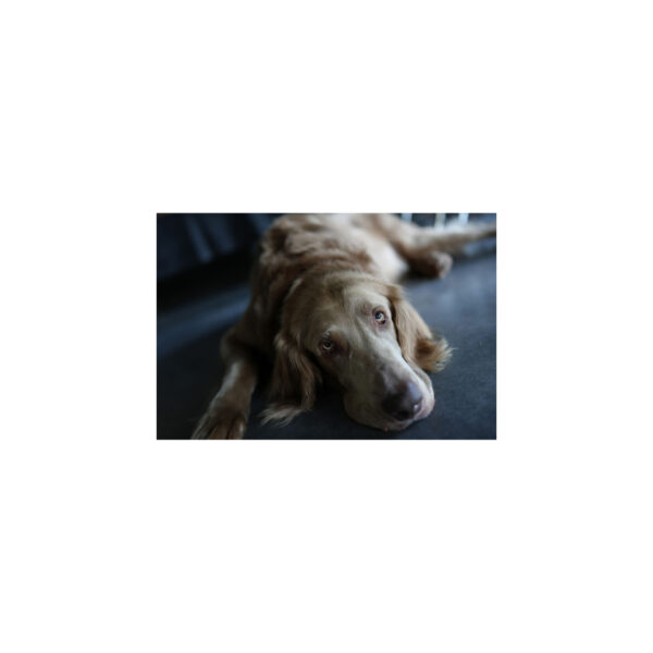 Sony Alpha A7Cll