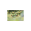Sony a7R V (Body)11 Sony a7R V (Body)
